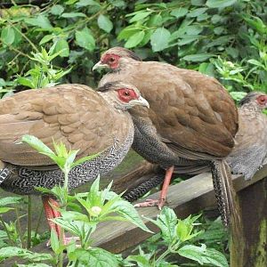 A congregation of Silver Pheasants, 6th July 2014