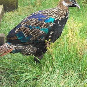 Adult plumage on its way, 6th July 2014