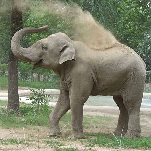 Migara, gift from Sri Lanka