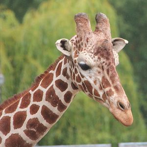 Reticulated Giraffe