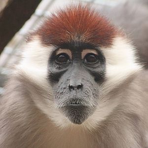 Cherry Crowned Mangabey