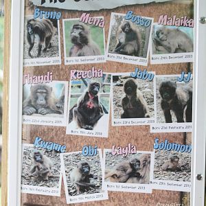 Gelada family tree board