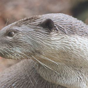 Smooth Coated Otter