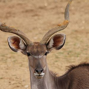 Kudu