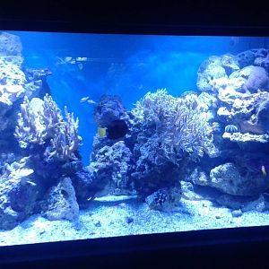 Coral aquarium
