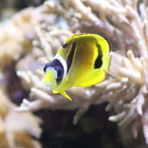 Raccoon butterflyfish