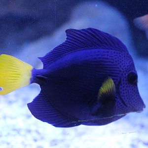 Yellowtail tang