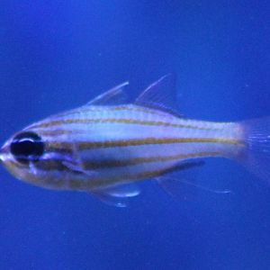Yellowstriped cardinalfish