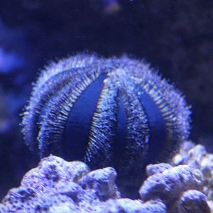 Sea urchin - Mespilia globulus