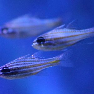 Yellow-striped cardinalfish