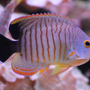 Red stripe, Black-tailed of Eibl Dwarf Angelfish