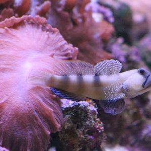 Cryptocentrus cinctus