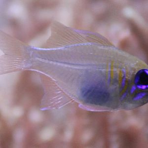 Threatfin cardinalfish