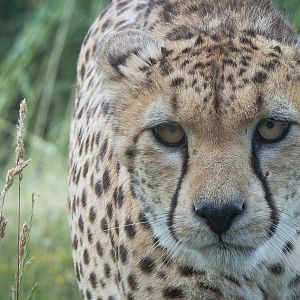 Northern cheetah : Whipsnade : 04 Jul 2014