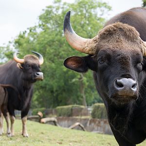 Gaur : Whipsnade : 29 Jun 2014