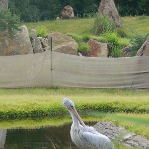 Jul. 2014 - Africa - African Plains (New 2014!) - Lion + Pink-backed Pelica