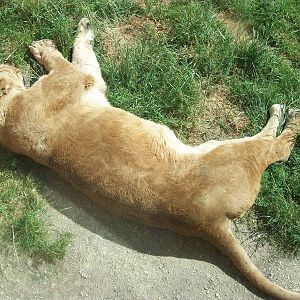 In the jungle, the mighty jungle; 7th July 2014