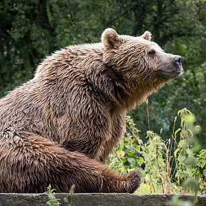 Brown bear : Whipsnade : 05 Jul 2014