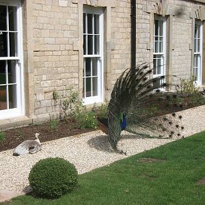 A stately scene, 7th July 2014