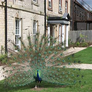 A stately scene, 7th July 2014