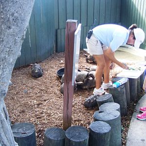 Tortoise Enclosure at Miami Seaquarium, 16/10/13
