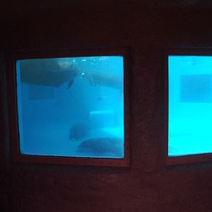 Florida Manatee Enclosure at Miami Seaquarium, 16/10/13
