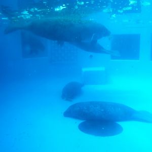 Florida Manatees at Miami Seaquarium, 16/10/13