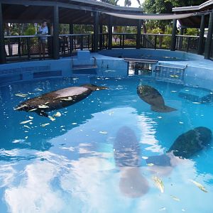 Florida Manatee Enclosure at Miami Seaquarium, 16/10/13