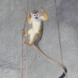 Squirrel monkey
