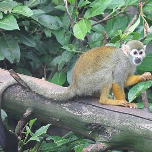 Squirrel monkey