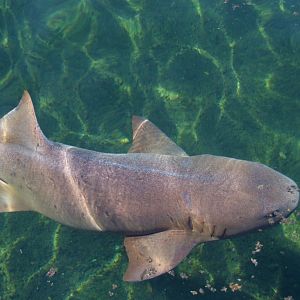 Grey Nurse Shark at Miami Seaquarium, 16/10/13