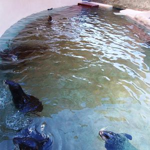 Pinniped Enclosure at Miami Seaquarium, 16/10/13