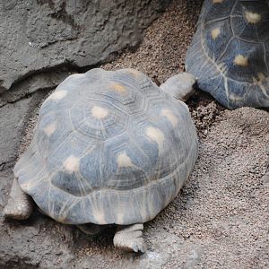 Radiated Tortoises