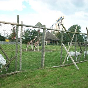 Addax and Rothschild's Giraffe paddock, 7th July 2014