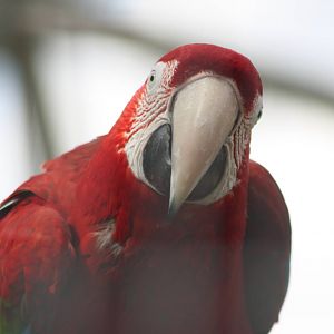 Green-winged Macaw, 7th July 2014