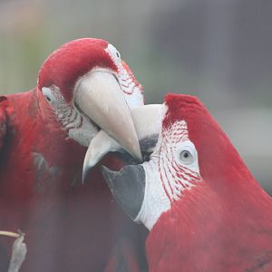 Green-winged Macaws, 7th July 2014