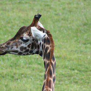 Hybrid Giraffe, 7th July 2014