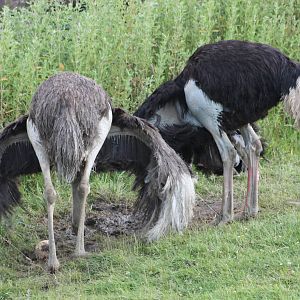 Ostriches, 7th July 2014