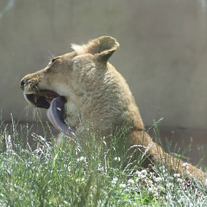 African Lion, 7th July 2014