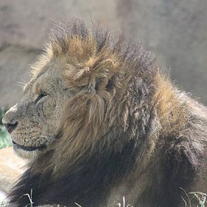 African Lion, 7th July 2014