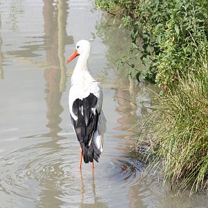 European White Stork, 7th July 2014