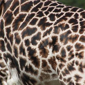 Hybrid Giraffe, 7th July 2014