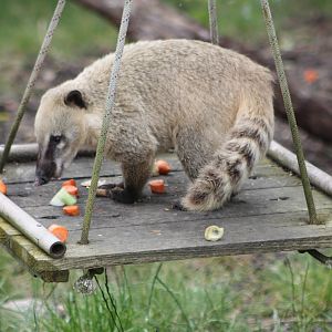 Ring-tailed Coati, 7th July 2014