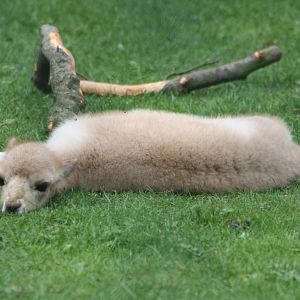 Young Vicuna, 7th July 2014