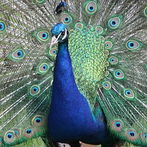 Indian Peafowl, 7th July 2014