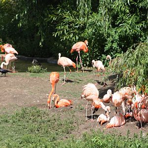 Flamingos, 7th July 2014