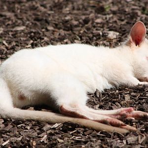 Young Bennett's Wallaby, 7th July 2014