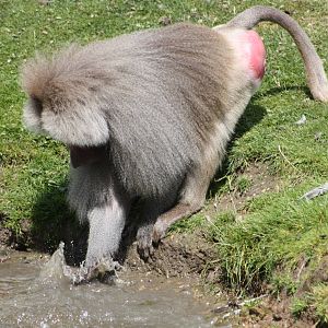 Hamadryas Baboon, 7th July 2014