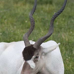 Addax, 7th July 2014