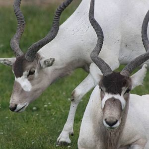 Addax, 7th July 2014